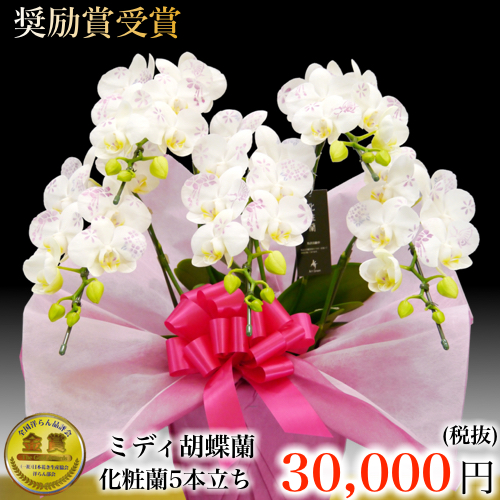 化粧蘭ミディ５本立ち 胡蝶蘭専門店ギフトフラワー