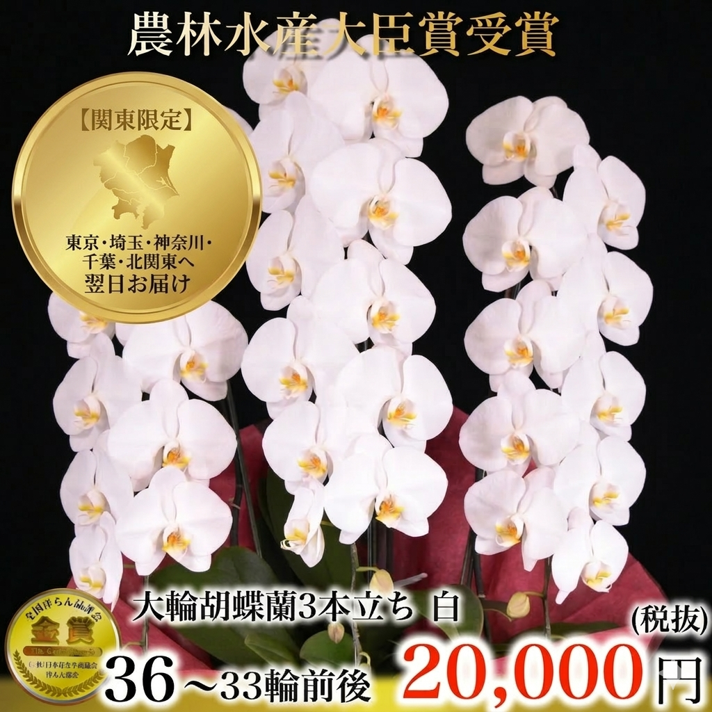 大輪胡蝶蘭（白・3本立ち・33輪以上）関東限定（東京・神奈川・埼玉・千葉・茨城・栃木・群馬）翌日お届け商品画像