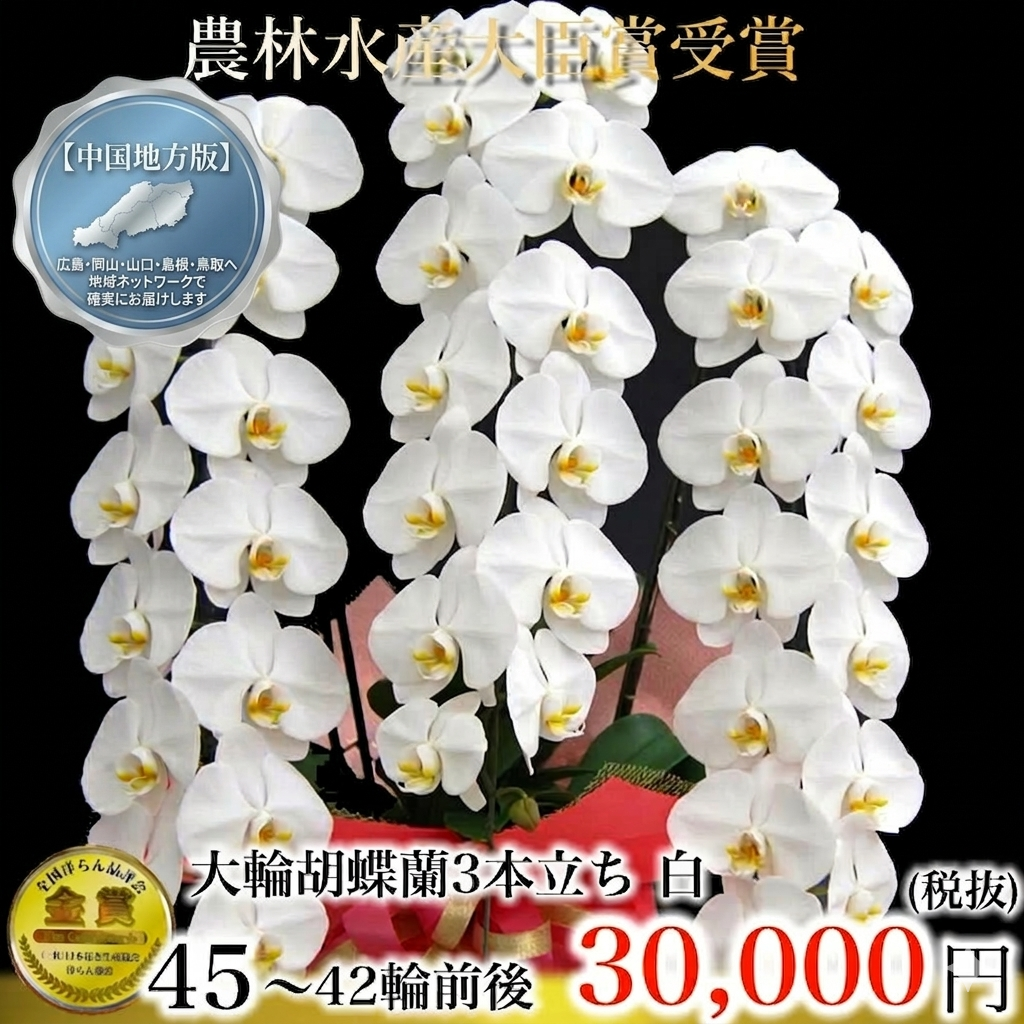 大輪胡蝶蘭（白・3本立ち・45から42輪前後）中国地方限定（広島・岡山・山口・島根・鳥取）翌日お届け商品画像