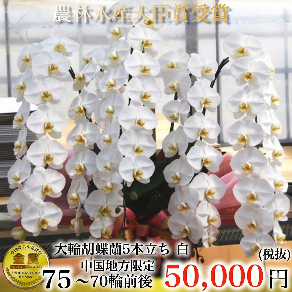 最高級大輪胡蝶蘭（白・5本立ち・70輪以上）中国地方限定（広島・岡山・山口・島根・鳥取）翌日お届け商品画像