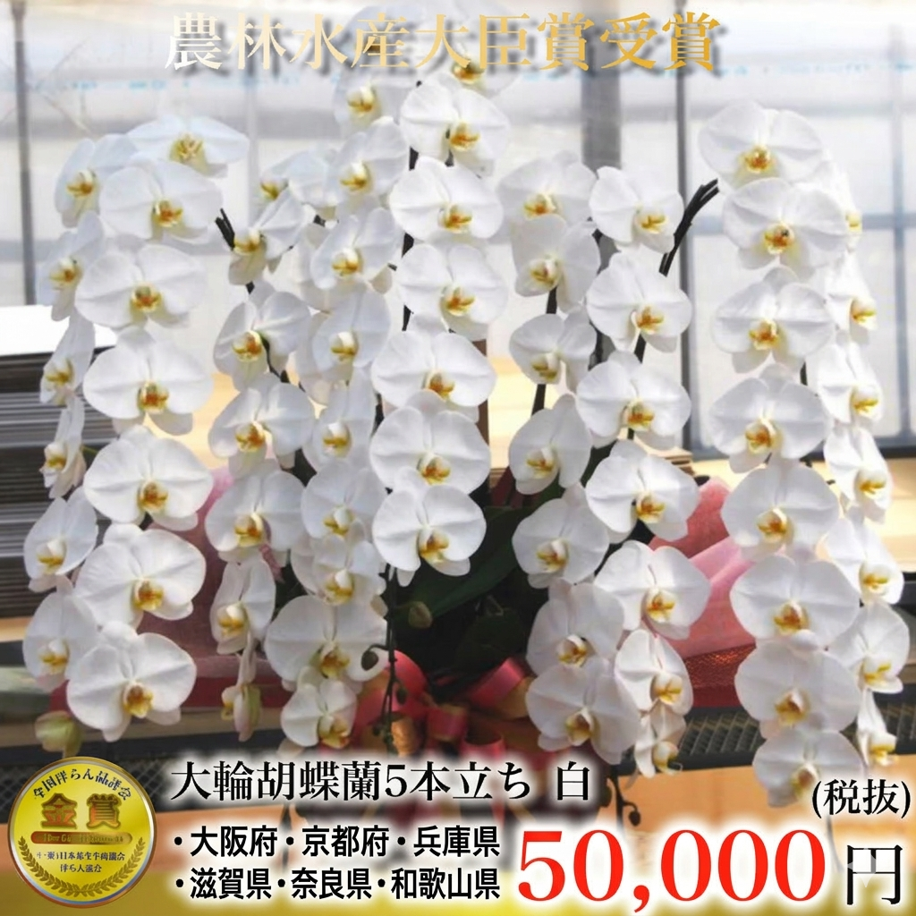 最高級大輪胡蝶蘭（白・5本立ち・70輪以上）関西限定（大阪・京都・兵庫・滋賀・奈良・和歌山）翌日お届け商品画像