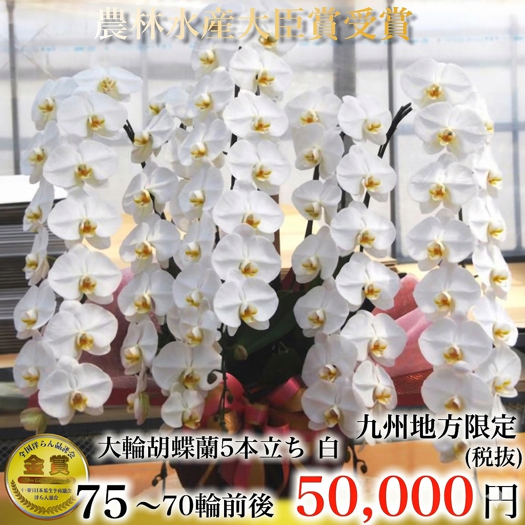 最高級大輪胡蝶蘭（白・5本立ち・70輪以上）九州地方限定（福岡・佐賀・長崎・熊本・大分・宮崎・鹿児島）翌日お届け商品画像