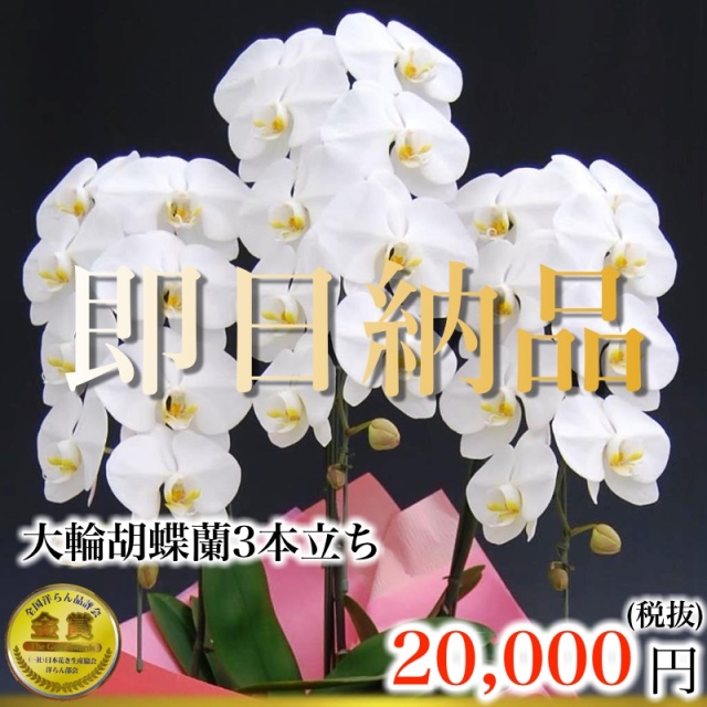 福岡市内当日便の3本立ち白胡蝶蘭スタンダード