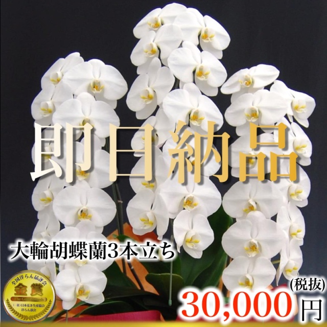 福岡市内当日便の3本立ち白胡蝶蘭特撰