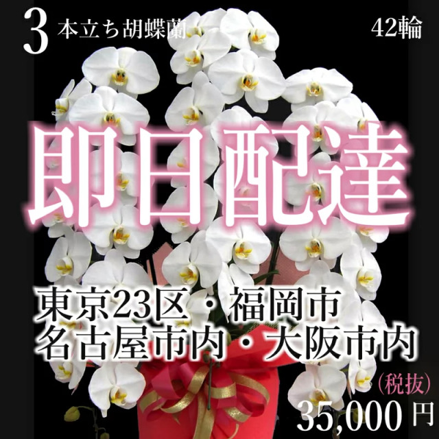 胡蝶蘭 3本立ち 白 プレミアム【福岡市内・当日便】
