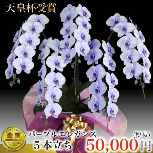 パープルエレガンス胡蝶蘭5本立ちの高貴な紫の花
