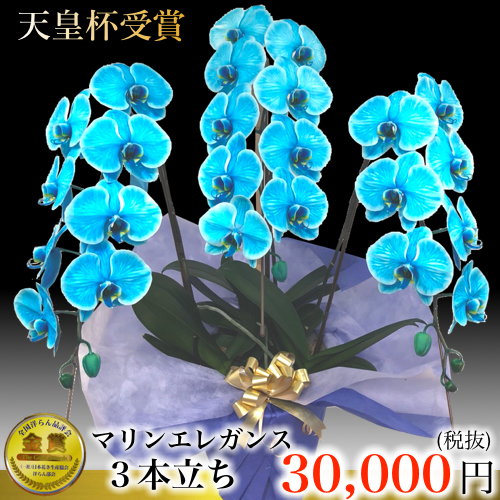 3本立ち マリンエレガンス胡蝶蘭・希少カラー・33,000円