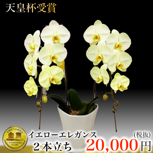 2本立ち大輪胡蝶蘭イエローエレガンス 黄色の胡蝶蘭