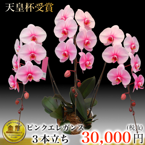ピンクエレガンス 3本立ち