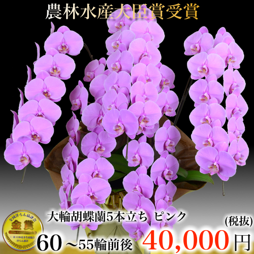 5本立ち大輪胡蝶蘭55輪ピンク