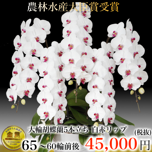 5本立ち大輪胡蝶蘭６０輪白赤リップ
