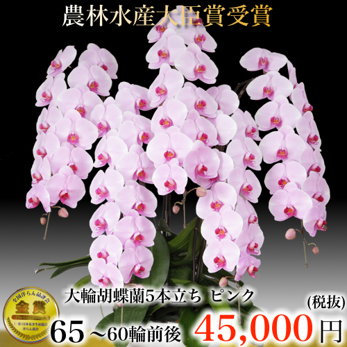 5本立ち大輪胡蝶蘭６０輪ピンク