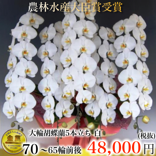 5本立ち65輪 白胡蝶蘭・農園直送・52,800円