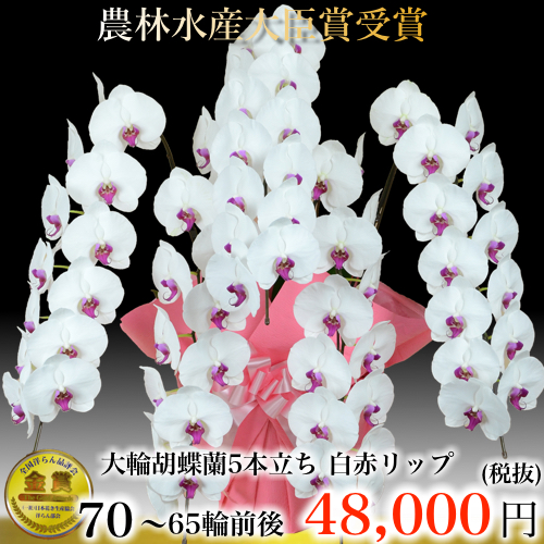 5本立ち大輪胡蝶蘭65輪白赤リップ