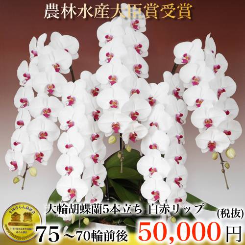白赤リップ5本立ち70輪・紅白の縁起ある豪華な胡蝶蘭