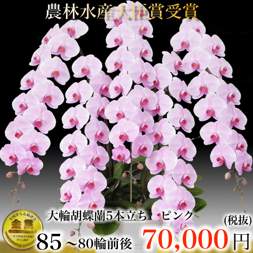 5本立ち大輪胡蝶蘭80輪ピンク