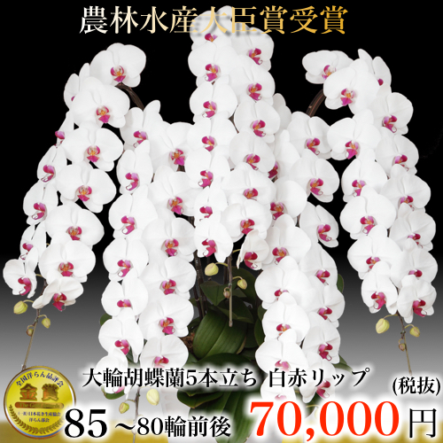 5本立ち大輪胡蝶蘭80輪白赤リップ