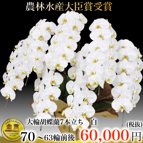 7本立ち大輪胡蝶蘭６３輪白