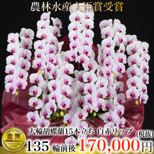 大輪胡蝶蘭15本立ち135輪白赤リップ
