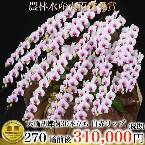 大輪胡蝶蘭30本立ち270輪白赤リップ