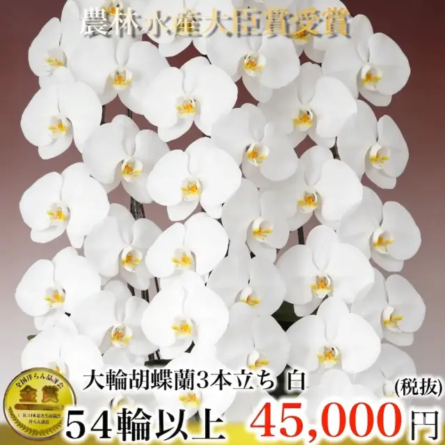 3本立ち54輪 白胡蝶蘭・農園直送・三本立ちの最高峰 49,500円