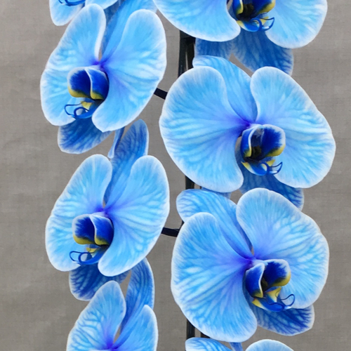 ２本エレガンスブルーアップ２