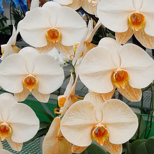 ２本エレガンスオレンジアップ