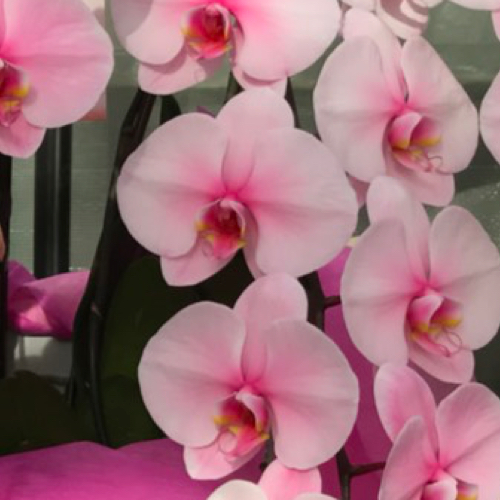 3本エレガンスピンクアップ