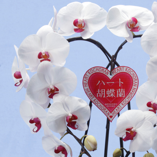 ハート胡蝶蘭リップアップ