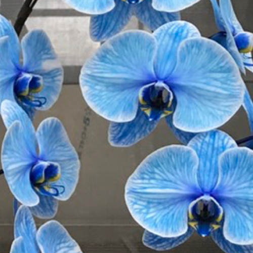 5本エレガンスブルー