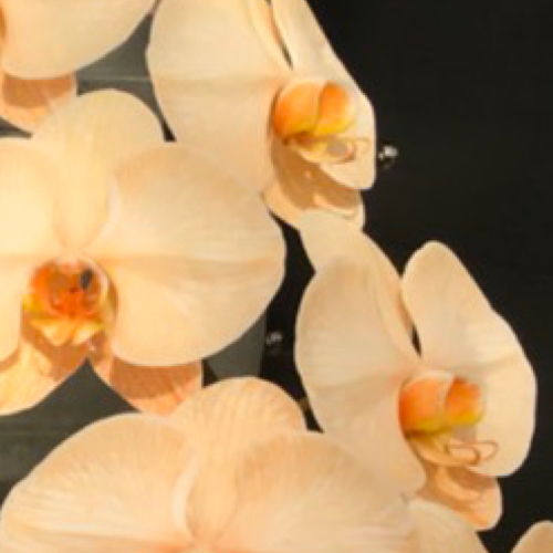 5本エレガンスオレンジアップ