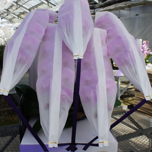 三坂園芸5本大輪胡蝶蘭70輪ピンク