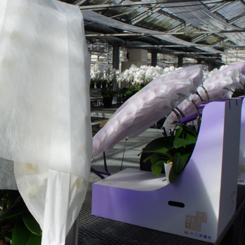 三坂園芸5本大輪胡蝶蘭70輪ピンク