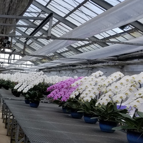 三坂園芸5本大輪胡蝶蘭70輪ピンク