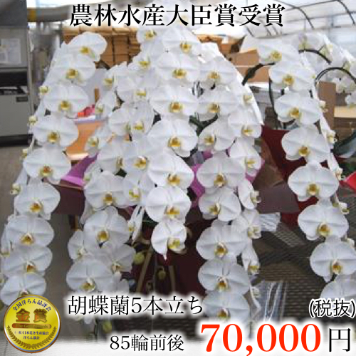 5本立ち85輪 白胡蝶蘭・最上位サイズ・77,000円