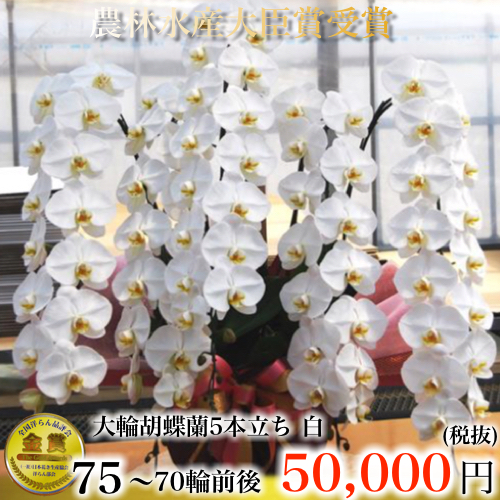 5本立ち70輪以上の胡蝶蘭のサムネ
