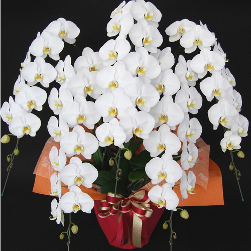 大輪胡蝶蘭5本60輪白