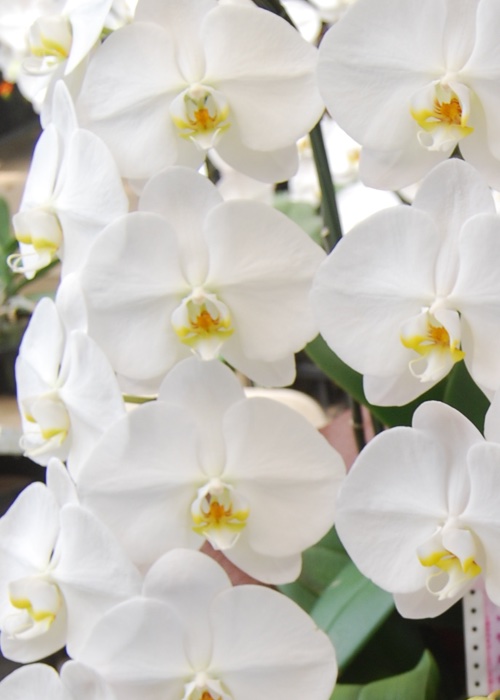 大輪胡蝶蘭3本立36輪の画像