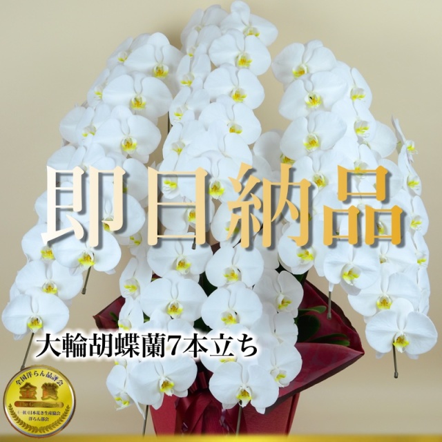 当日納品大輪胡蝶蘭7本立ち8万
