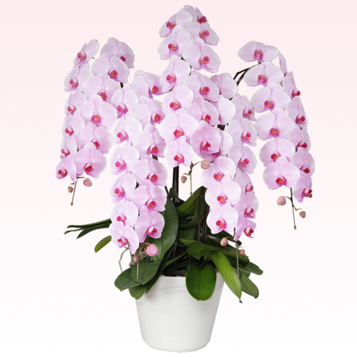 大輪胡蝶蘭5本立ち65輪白赤リップ