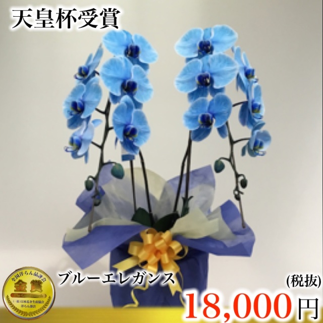 ブルーエレガンス2本立ち