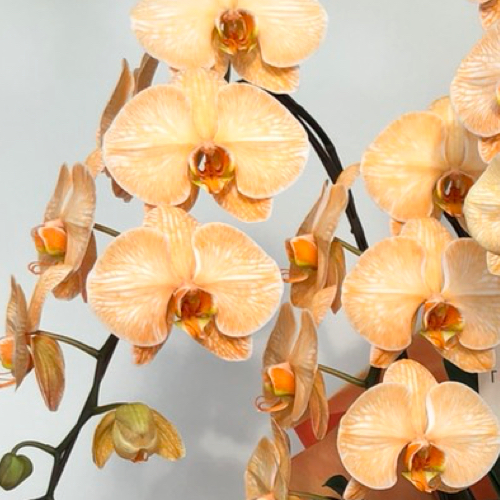 大輪胡蝶蘭オレンジエレガンス５本