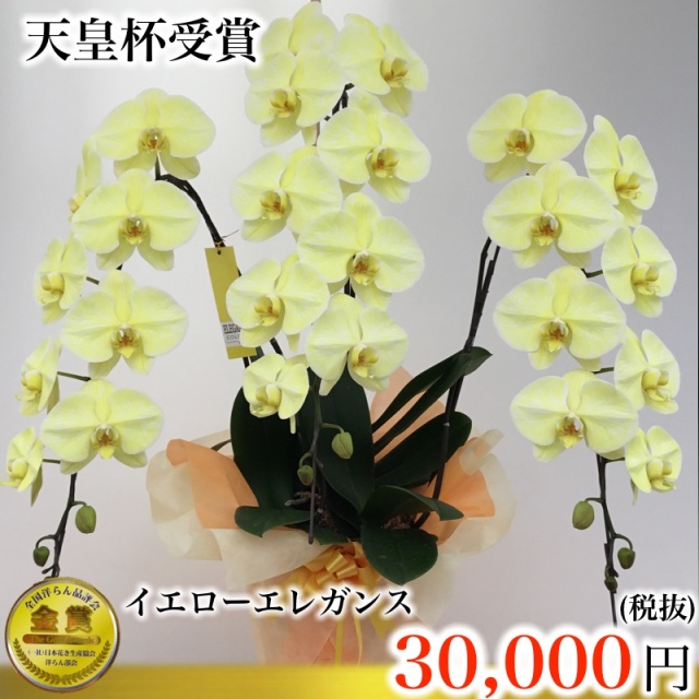 イエローエレガンス胡蝶蘭3本立ちの鮮やかな黄色い花