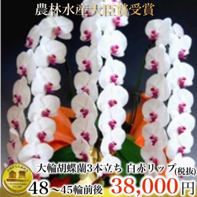 3本立ち45輪 白赤リップ胡蝶蘭・農園直送・38,500円