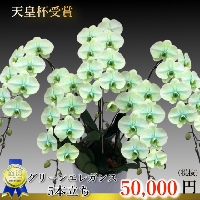 グリーンエレガンス胡蝶蘭5本立ちの爽やかな緑の花