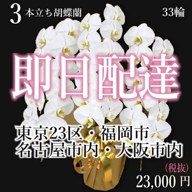 福岡市内当日便の3本立ち白胡蝶蘭スタンダードプラス