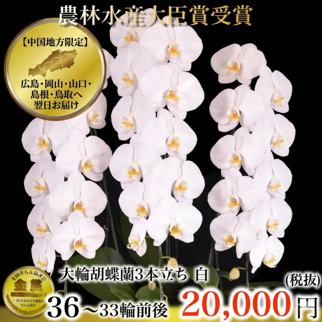 大輪胡蝶蘭（白・3本立ち・33輪以上）中国地方限定（広島・岡山・山口・島根・鳥取）翌日お届け商品画像