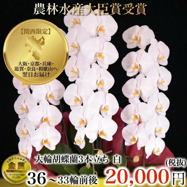 大輪胡蝶蘭（白・3本立ち・33輪以上）関西限定（大阪・兵庫・京都・滋賀・奈良・和歌山）翌日お届け商品画像