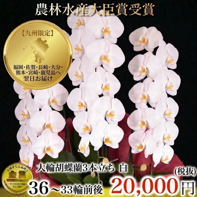 大輪胡蝶蘭（白・3本立ち・33輪以上）九州限定（福岡・熊本・鹿児島・佐賀・長崎・大分・宮崎）翌日お届け商品画像