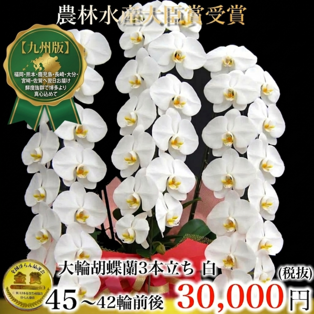 大輪胡蝶蘭（白・3本立ち・42輪前後）関西限定（大阪・兵庫・京都・滋賀・奈良・和歌山）翌日お届け商品画像